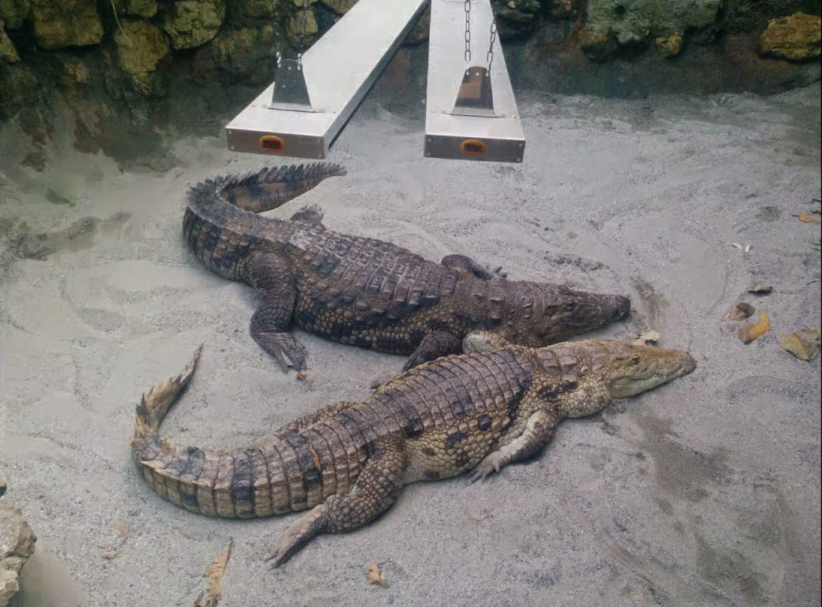 Zwei afrikanische Krokodile im Aquatis Lausanne