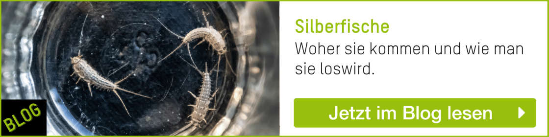 Silberfische loswerden