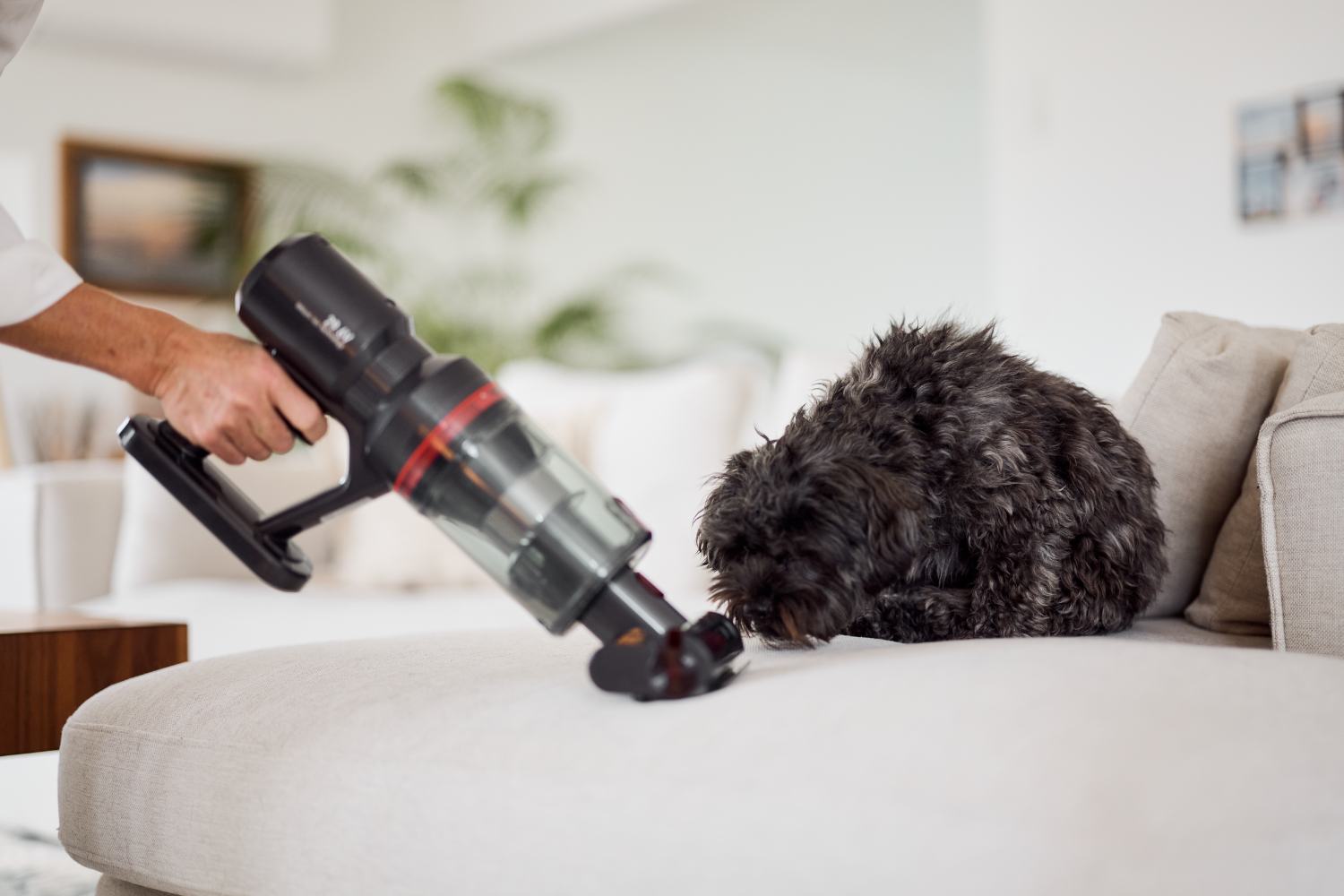 ecoQ CleanVac Pro Animal Staubsauger mit Mini-Powerbürste reinigt ein Sofa